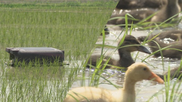 愛らしいヒナと一緒にロボットも活躍！東かがわ市の田んぼでアイガモ農法　香川