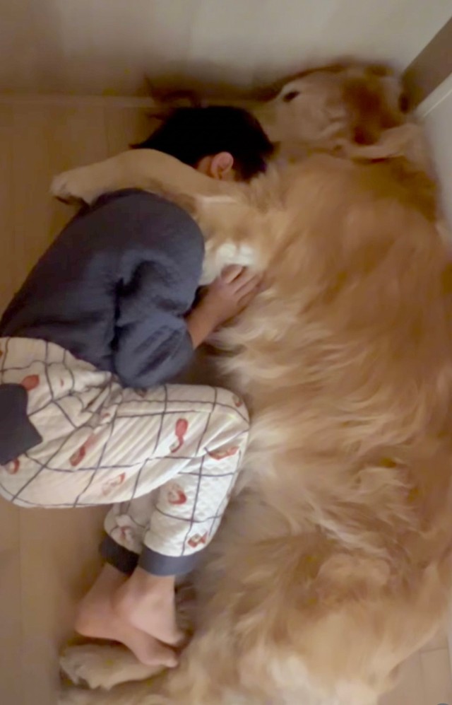 イヤイヤモードの三男くんが逃げ込む場所は、きなこちゃん（提供：@kinako_3brosさん）