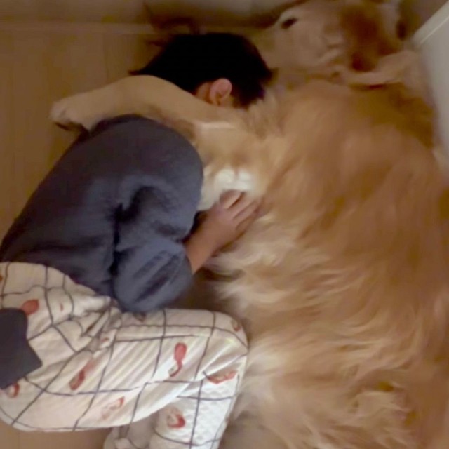 イヤイヤモードの三男くんが逃げ込む場所は、きなこちゃん（提供：@kinako_3brosさん）