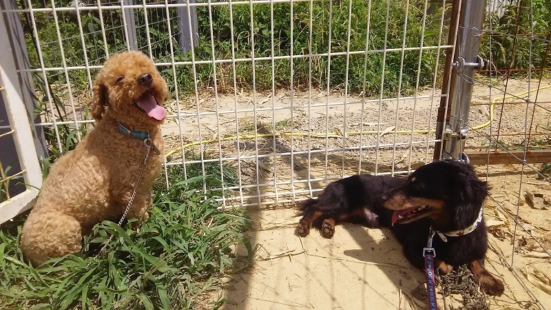 動物保護団体の依頼で小型犬を預かることも（北村さん提供）