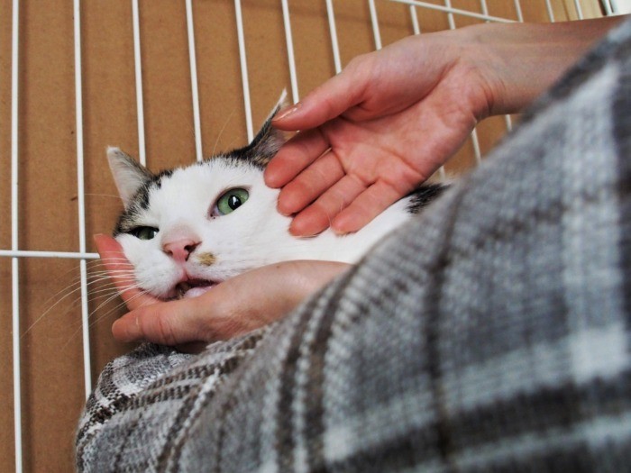 毎日、こうしてそっと撫でてもらう