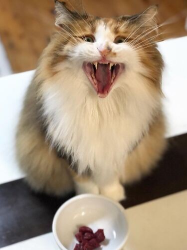 大好きな馬刺しを食べる優々