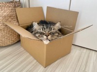 たまには一人でくつろぎたい＝めるちょとまおまおさん（@meltube_cat）提供