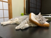 パンをどう使うかは猫の勝手＝いわし先生（@IWASHI_0723）さん提供
