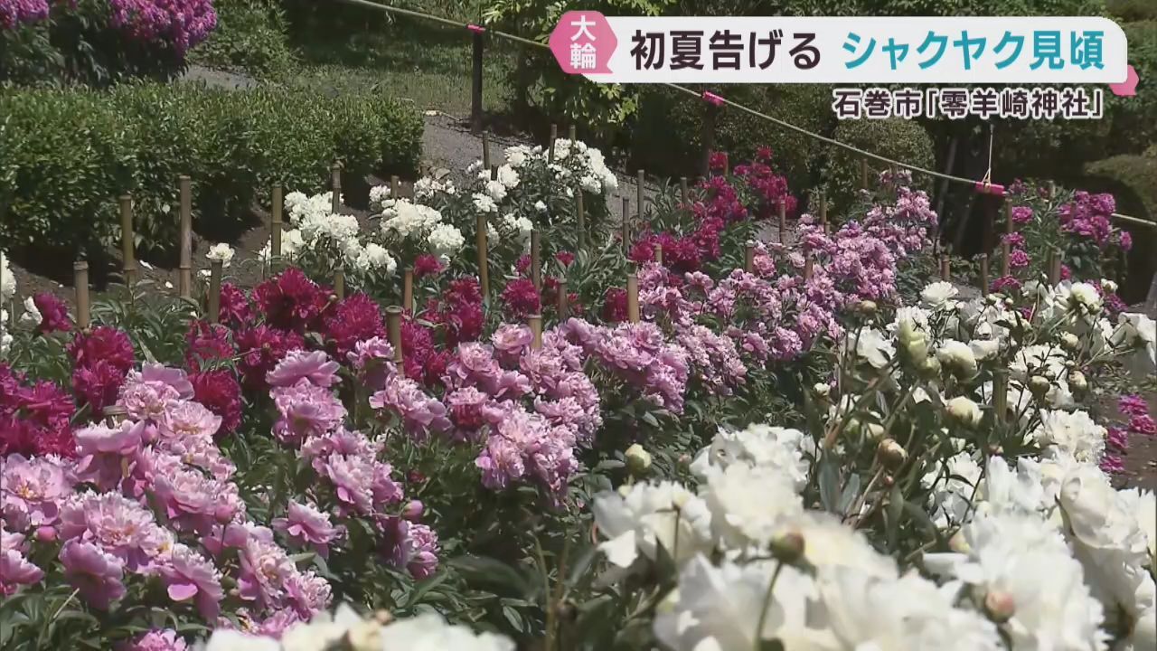 初夏を告げるシャクヤクが見頃　宮城・石巻市の零羊崎神社