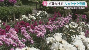 初夏を告げるシャクヤクが見頃　宮城・石巻市の零羊崎神社