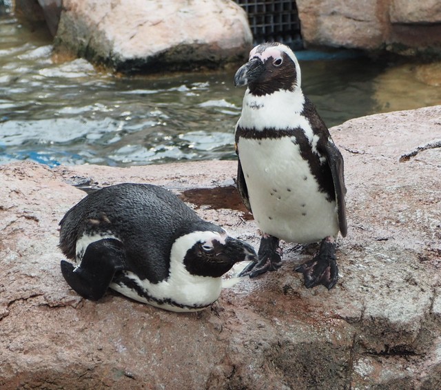 岩場でゆったりするペンギンたち