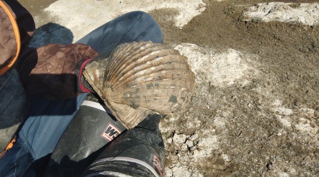 趣味で採取されたいうタカハシホタテ（Fortipecten takahashi)の化石（提供：内山ケイさん）