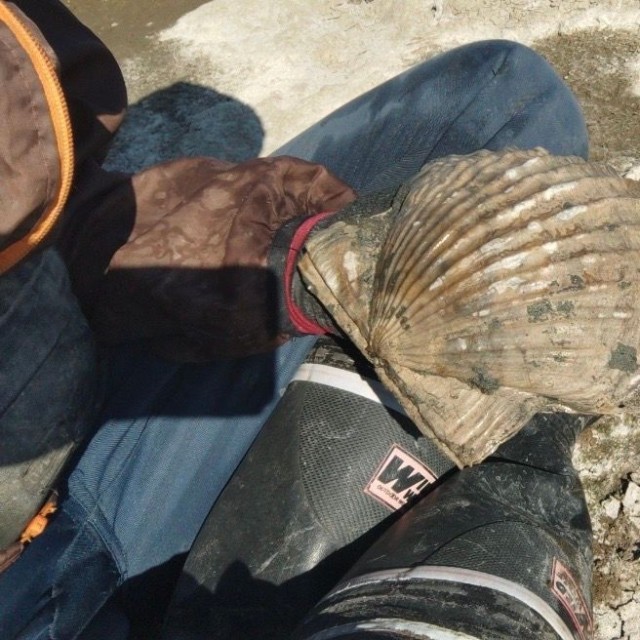 趣味で採取されたいうタカハシホタテ（Fortipecten takahashi)の化石（提供：内山ケイさん）