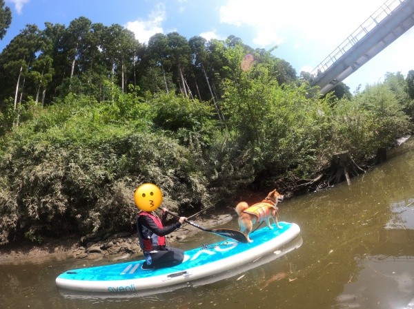 「SUP（サップ）」を楽しむおだしくん（画像提供：柴犬おだしさん）