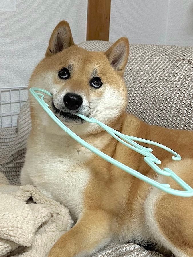 柴犬「ハンガー？知りませんね」漫画みたいな顔でとぼける犬さんに
