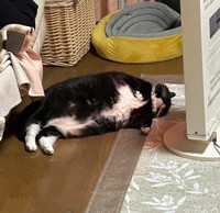 筋トレ後ヒーターをつけるとすぐに移動したソプラノくん（提供：刻ぐるたさん）