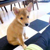 子犬時代の虎徹くん（画像提供：虎徹さん）