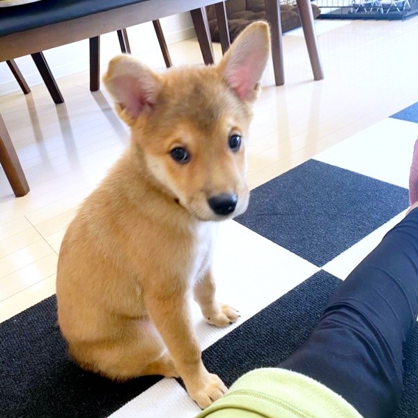 子犬時代の虎徹くん（画像提供：虎徹さん）