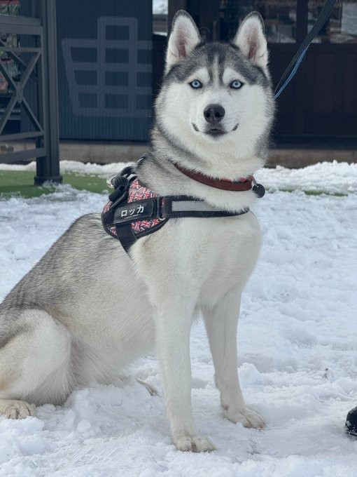 「キリッとした顔から似合わないおちゃらけた性格がチャームポイント」（提供：ロッカ❄️ポックル🌱さん）