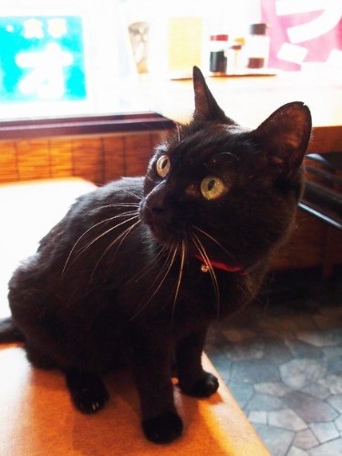 「今日のランチメニューは、壁に貼ってあります。何になさいますか」