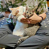 お兄ちゃんに抱っこされる（左から）チョムスケくん、弟猫の五平ちゃん（画像提供：あんしゃろちょむさん）