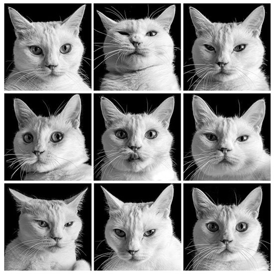 百面相（吉田さん撮影）