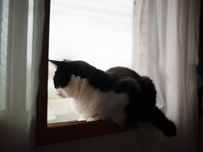 「おばちゃん、帰りが遅いね。よその猫と遊んでるのかな」（小林写函撮影）