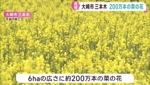 黄色いじゅうたんを敷き詰めたように咲き誇る　三本木の菜の花見ごろ　宮城・大崎市