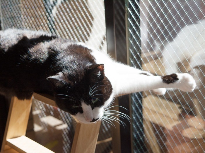 「ぽんちゃん、落ちるよ！」（小林写函撮影）