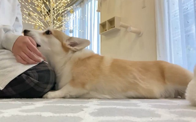 「もっとなでて」とリクエスト（※動画よりキャプチャ、画像提供：ばなななさん）