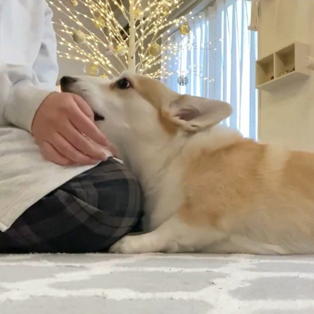 「もっとなでて」とリクエスト（※動画よりキャプチャ、画像提供：ばなななさん）