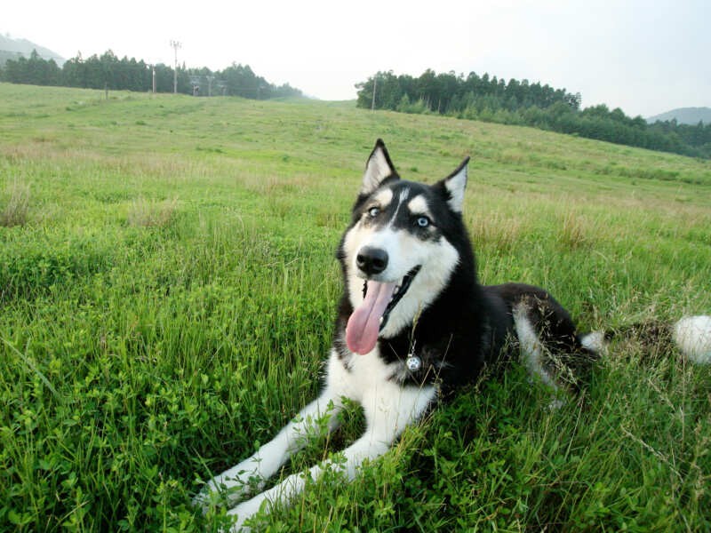 たしか福島県の夏のスキー場