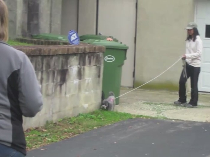 アロマオイルのにおいを探す（アメリカのK９ノーズワーク）