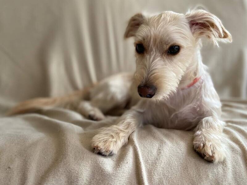 久遠（くおん）