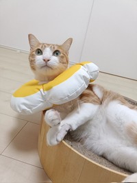 「あっ！」完全室内飼いの愛猫が脱走……。逸走した際に負傷した左前脚を治療していた頃のチョロすけくん（画像提供：まめたろさん）