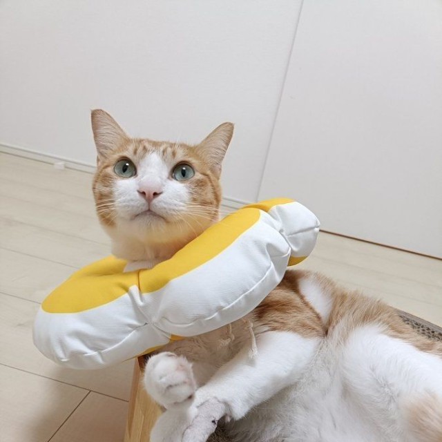 「あっ！」完全室内飼いの愛猫が脱走……。逸走した際に負傷した左前脚を治療していた頃のチョロすけくん（画像提供：まめたろさん）