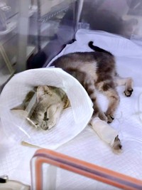 生死を彷徨った翠ちゃん（画像提供：@rhdrw.anさん）