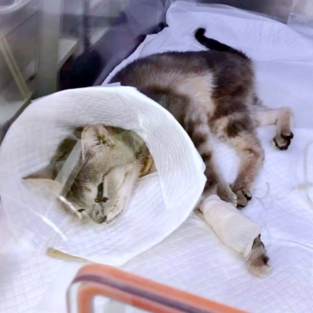 生死を彷徨った翠ちゃん（画像提供：@rhdrw.anさん）