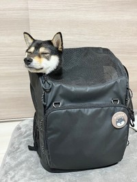 ペット用リュックのアクサリーかな？（画像提供：【黒豆柴】煮豆さん @nimame_0130）