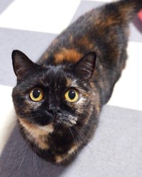 キョトンとした顔でこちらを見つめるしずくちゃん（画像提供:しずわらひなたさん）