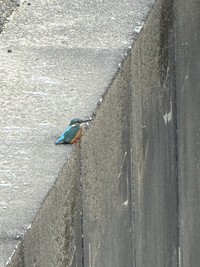 かつきさんが最初にiPhoneで撮影したカワセミの写真（画像提供：かつきしょうへいさん）