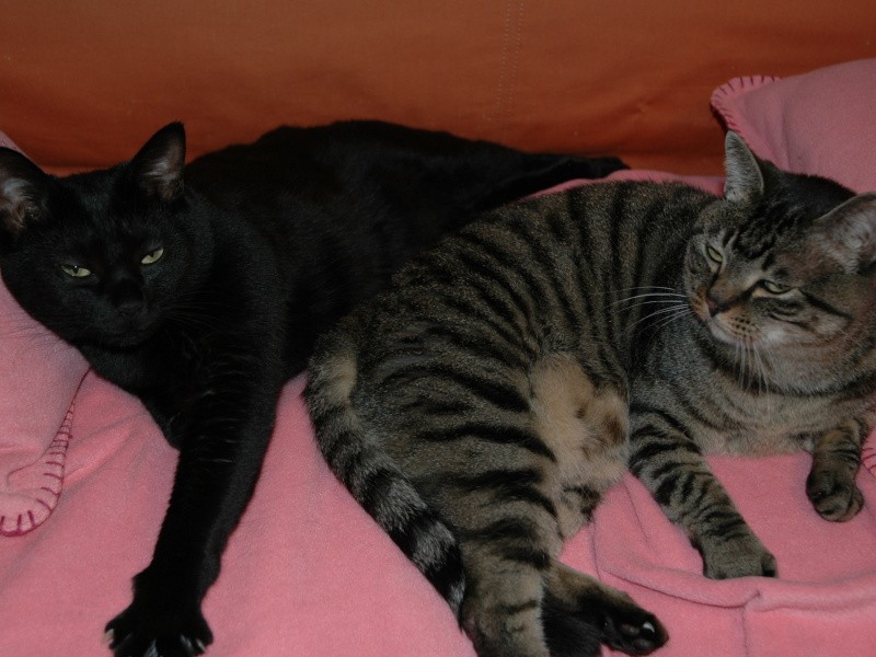 クロの後に迎えたイヌオ（左）とルナ