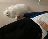 ご主人とこむぎくんはラブラブ♡（提供：ポメラニアンのこむぎさん）