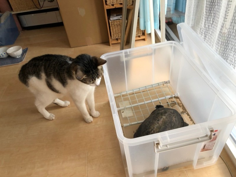 長生きの亀のコケ（20歳）にあやかりたいちょび。「尊敬しますご長寿様……」。じつは餌を狙ってるだけかも（A子さん提供）