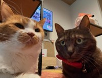 ダンゴくんときのこちゃん（「W＊S」さん提供、Instagramよりキャプチャ撮影）