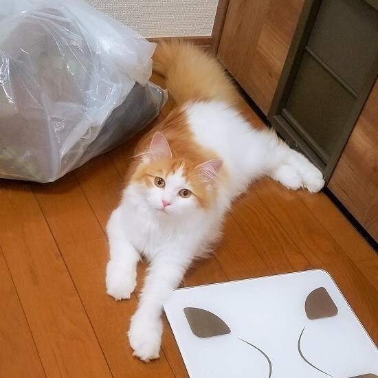 家にきたころの「うい」