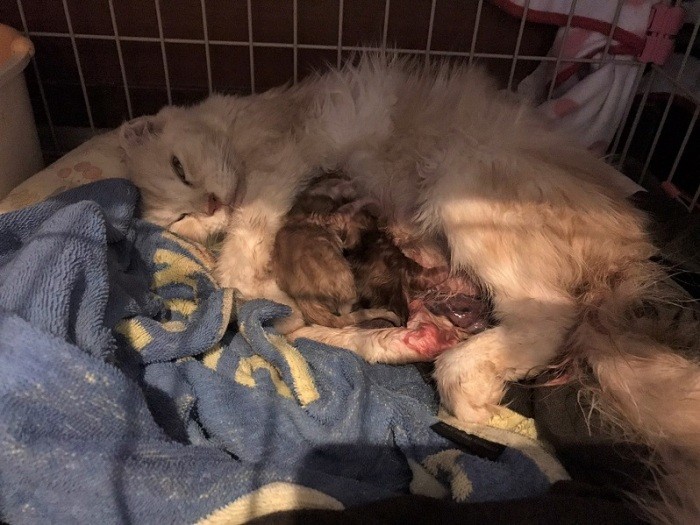 出産直後のままりん。彼女の里親も募集中だ（おーあみ避難所提供）