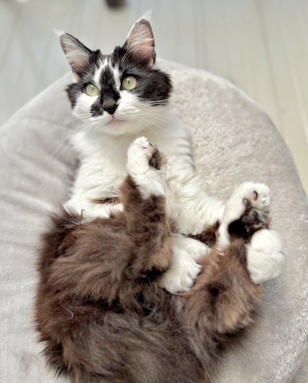 へそ天になってくつろぐあわせちゃん（画像提供：毛玉が2匹さん）