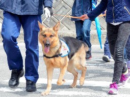 警察犬クィン号と集団下校　不審者や交通事故対策