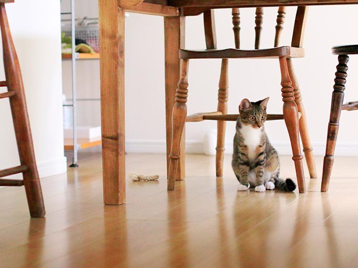 シマシマ模様がハッキリと。