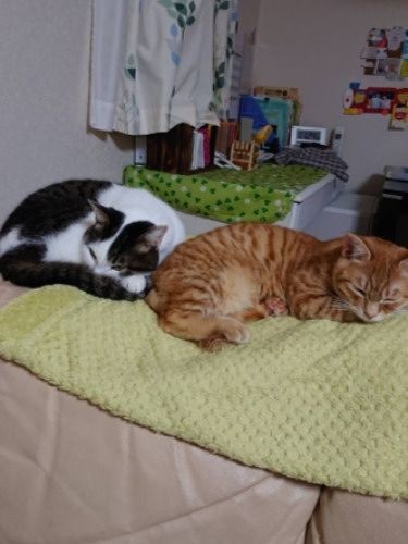 ちぃーは戸惑いながらもぷぅーを受け入れた（提供写真）