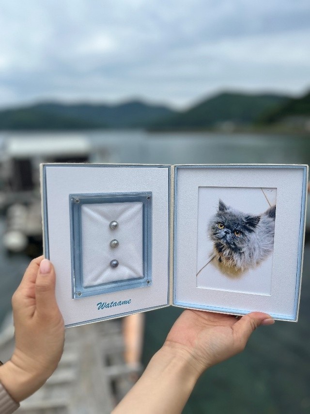 専用のケースに収められた、わたあめくんの真珠