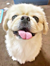 天然なところも魅力のひとつ。輝く笑顔が素敵なとろろくん（画像提供：ペキニーズのとろろさん）