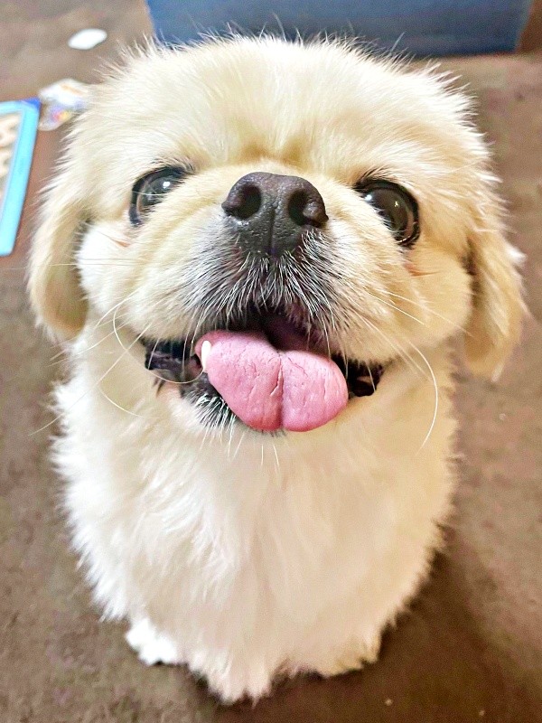 天然なところも魅力のひとつ。輝く笑顔が素敵なとろろくん（画像提供：ペキニーズのとろろさん）